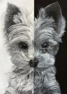 Bitsy in Black and White